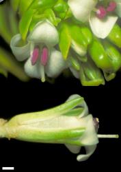 Veronica macrocalyx var. macrocalyx. Bisexual flowers. Scale = 1 mm.
 Image: W.M. Malcolm © Te Papa CC-BY-NC 3.0 NZ